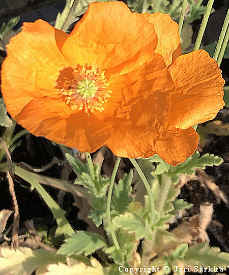 Papaver rupifragum, espanjanunikko